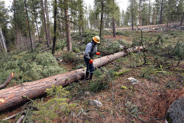 Libby Loggers